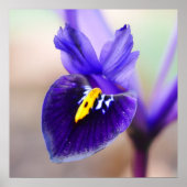 Poster Fleur Iris Reticulata (Devant)
