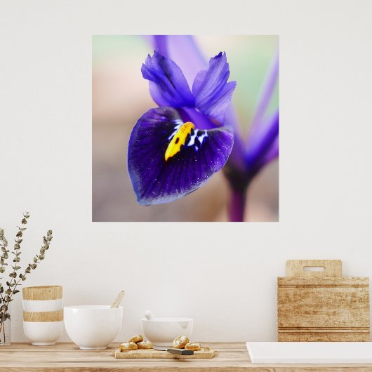Poster Fleur Iris Reticulata (Cuisine)