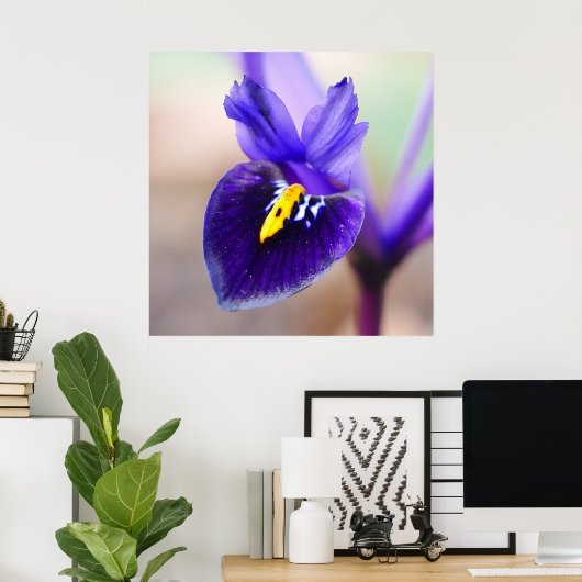Poster Fleur Iris Reticulata (Bureau à domicile)