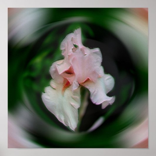 Poster Fleur Iris Rose Art Abstrait (Devant)