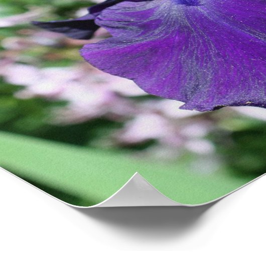 Poster Fleur Iris veloutée violet (Coin)
