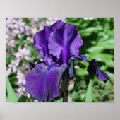 Poster Fleur Iris veloutée violet (Devant)