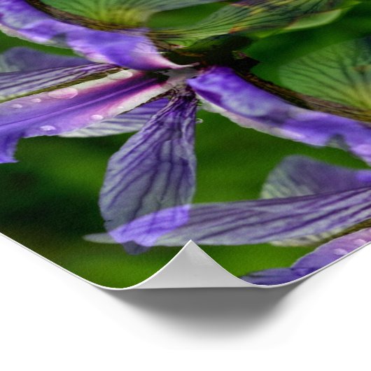 Poster Fleur Iris Violet Abstrait (Coin)