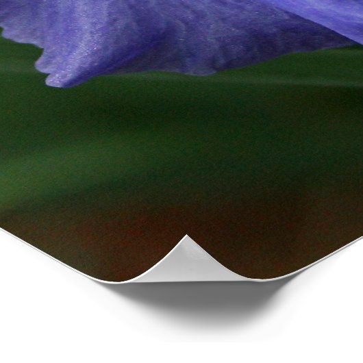 Poster Fleur Iris violet brillant (Coin)