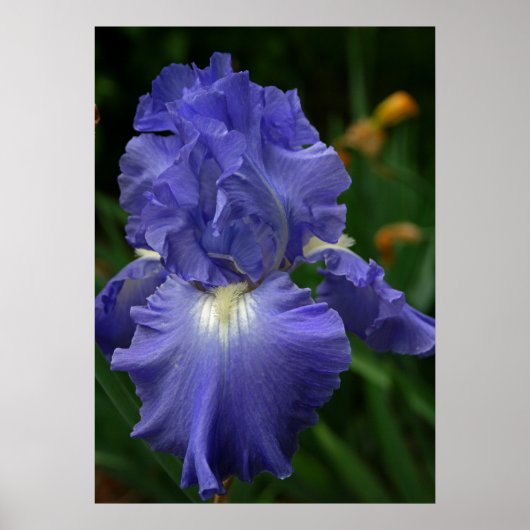 Poster Fleur Iris violet brillant (Devant)