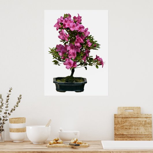 Poster Fleur isolée de bonsaï rhododendron (Cuisine)