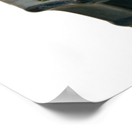 Poster Fleur isolée de bonsaï rhododendron (Coin)