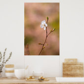Poster Fleur japonaise d'abricot (Cuisine)