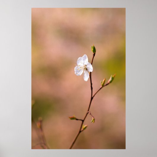 Poster Fleur japonaise d'abricot (Devant)