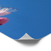 Poster Fleur japonaise de cerisier (Coin)