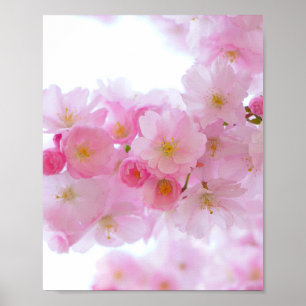 Poster Fleur japonaise de cerisier