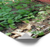 Poster Fleur Jardin Rusty Fire Hydrate (Coin)