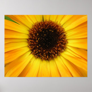 Poster fleur jaune