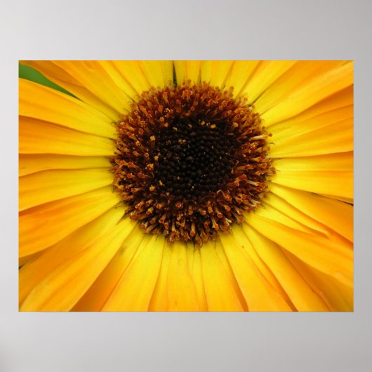 Poster fleur jaune (Devant)