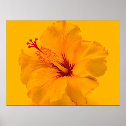 Poster Fleur jaune (Devant)