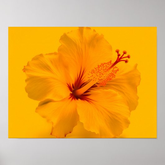Poster Fleur jaune (Devant)