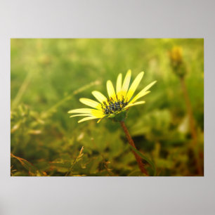 Poster Fleur jaune