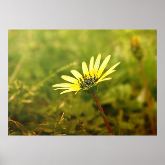 Poster Fleur jaune (Devant)