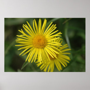 Poster Fleur jaune