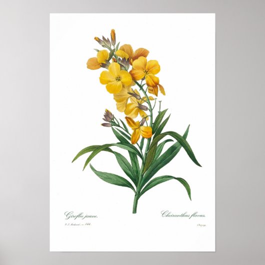 Poster Fleur jaune (Devant)