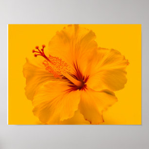 Poster Fleur jaune