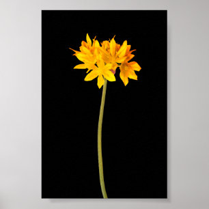 Poster Fleur jaune