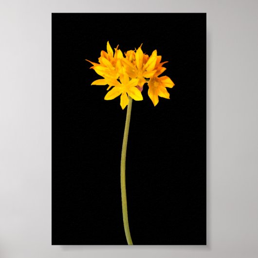 Poster Fleur jaune (Devant)