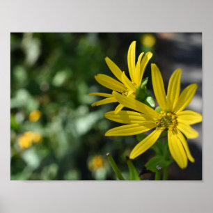 Poster Fleur Jaune Fleur Florale Nature Photographie