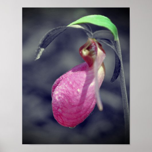 Poster Fleur Lady Slipper Noir Et Blanc Couleur Partielle (Devant)