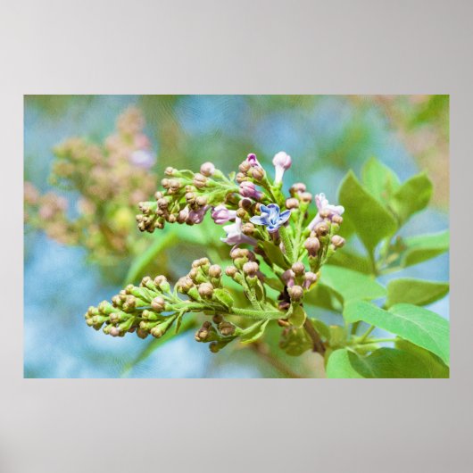 Poster Fleur Lilac - Primus Inter Pares (Devant)