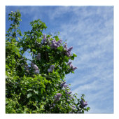 Poster fleur lilas (Devant)