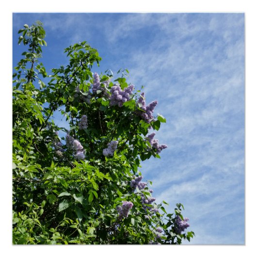 Poster fleur lilas (Devant)