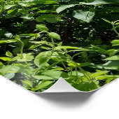 Poster fleur lilas (Coin)