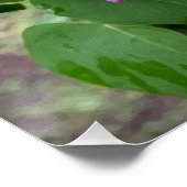 Poster fleur lilas sous la pluie (Coin)