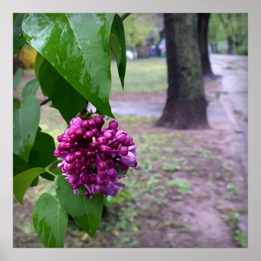 Poster fleur lilas sous la pluie (Devant)
