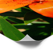 Poster Fleur Lily asiatique orange vibre (Coin)
