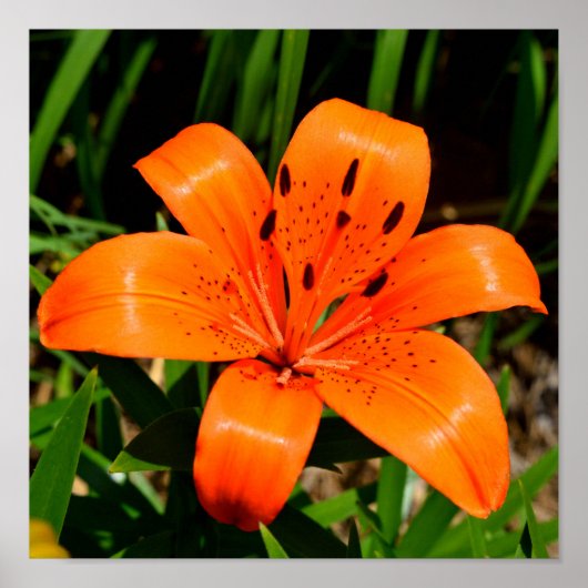 Poster Fleur Lily asiatique orange vibre (Devant)