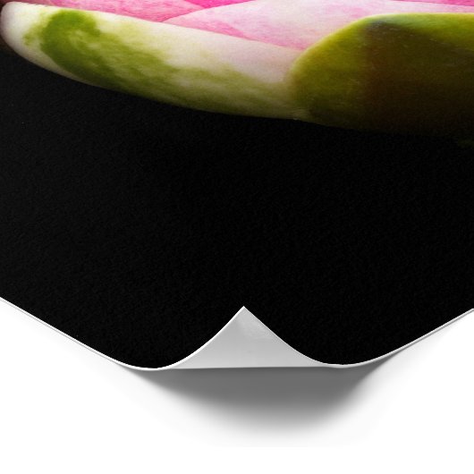 Poster Fleur Lily d'eau (Coin)