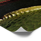 Poster Fleur Lily d'eau blanche crémeuse et coussinets Li (Coin)