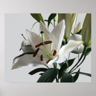 Poster Fleur Lily Orientale Blanche