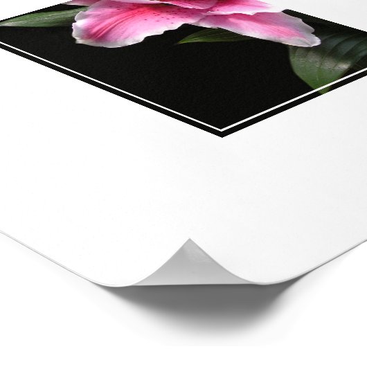 Poster Fleur Lily-Poster (Coin)