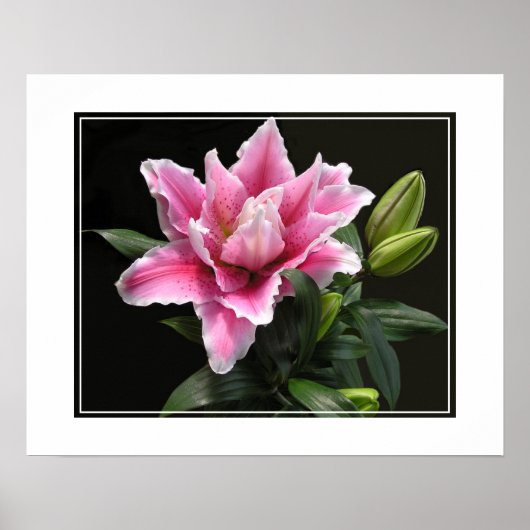 Poster Fleur Lily-Poster (Devant)