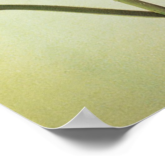 Poster Fleur Lotus (Coin)