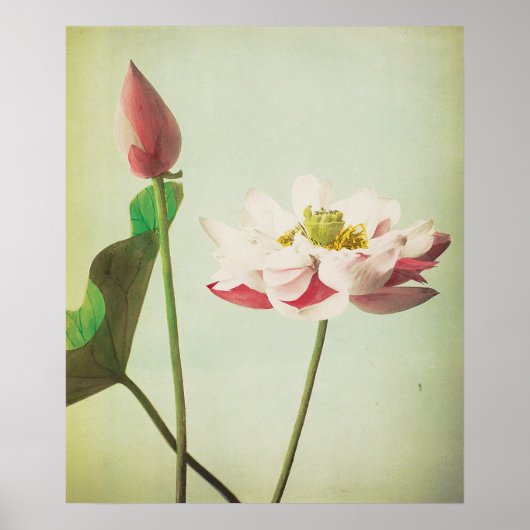 Poster Fleur Lotus (Devant)