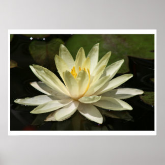 Poster Fleur Lotus