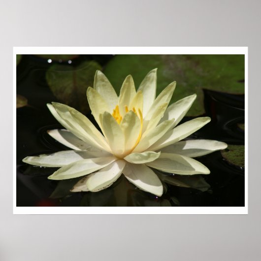 Poster Fleur Lotus (Devant)