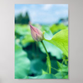 Poster Fleur Lotus (Devant)