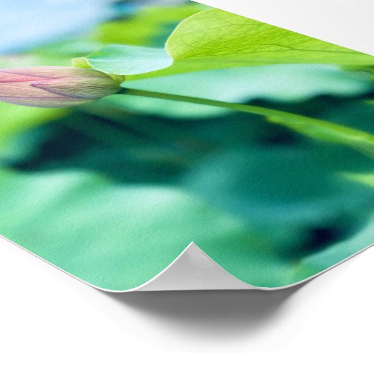 Poster Fleur Lotus (Coin)