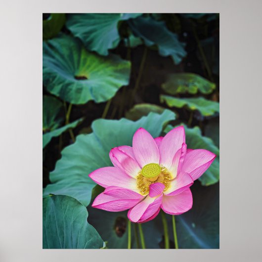 Poster Fleur Lotus (Devant)