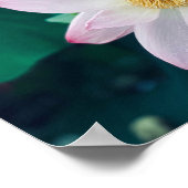 Poster Fleur Lotus (Coin)